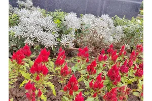 渝北区殡仪馆悼念